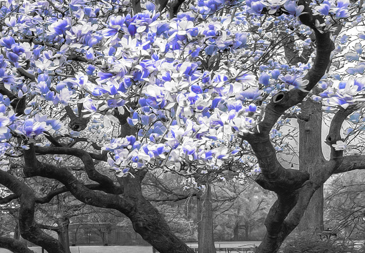 Canvas Art Print Blooming Magnolias - horizontal composition of violet shaded magnolia 128797 additionalImage 4