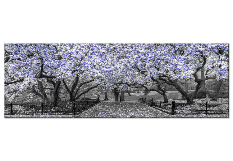 Canvas Art Print Blooming Magnolias - horizontal composition of violet shaded magnolia 128797