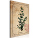 Canvas Art Print Rosemary sprig - retro graphic with a plant with inscriptions 129397 additionalThumb 2