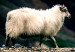 Poster Follow Me! - landscape of walking animals against a blurred green background 130297 additionalThumb 9