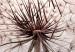 Poster Wind Drops - dandelion in water creating ripples on a light background 132197 additionalThumb 12