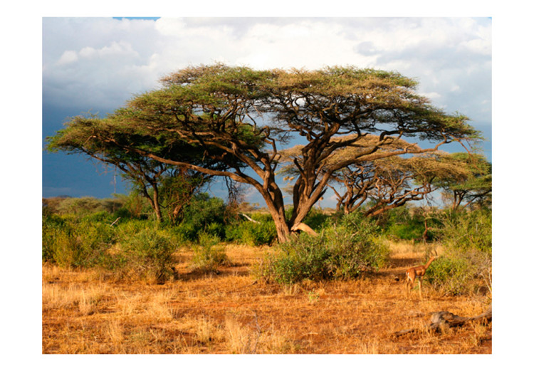 Wall Mural In the Samburu Land of Kenya - Landscape with trees and bushes on the savannah 61397 additionalImage 1