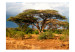 Wall Mural In the Samburu Land of Kenya - Landscape with trees and bushes on the savannah 61397 additionalThumb 1