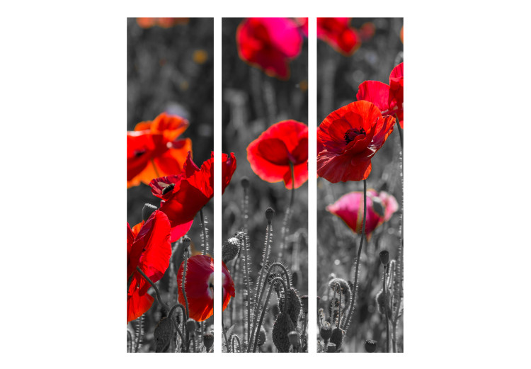 Folding Screen Red Poppies - summer flowers of red poppies on a black and white meadow 96997 additionalImage 3