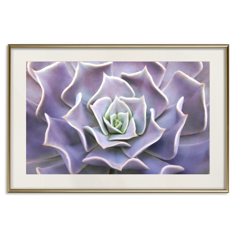 Wall Poster Purple Succulent - plant composition in lavender-colored leaves 117208 additionalImage 19