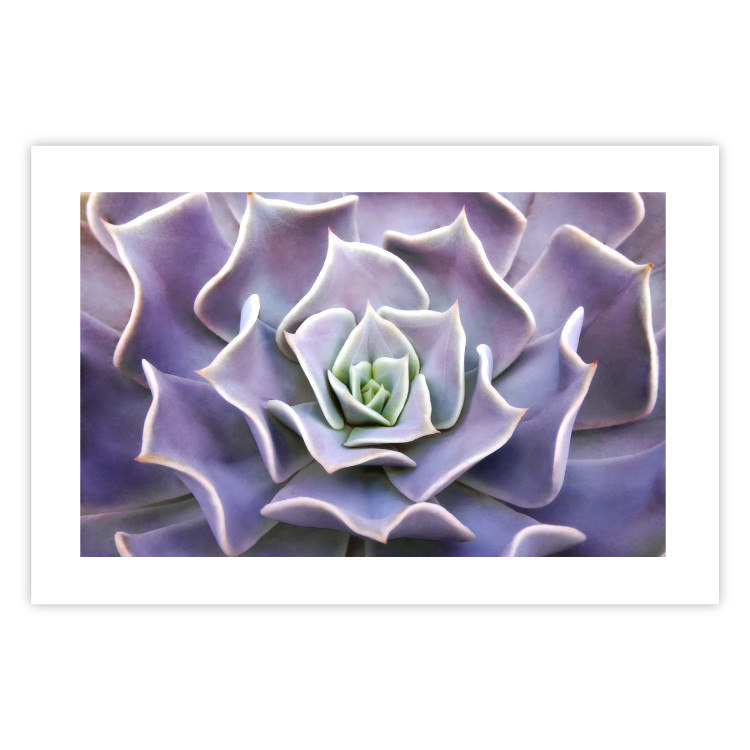Wall Poster Purple Succulent - plant composition in lavender-colored leaves 117208 additionalImage 24