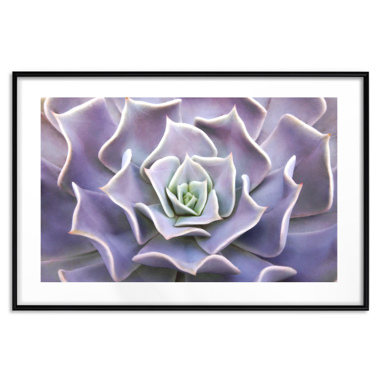 Wall Poster Purple Succulent - plant composition in lavender-colored leaves 117208 additionalImage 16