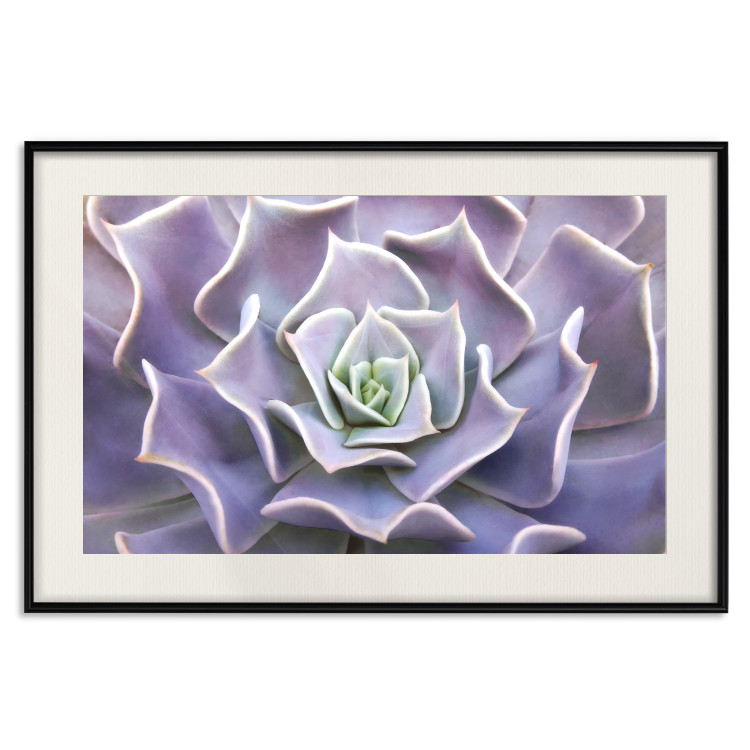 Wall Poster Purple Succulent - plant composition in lavender-colored leaves 117208 additionalImage 18