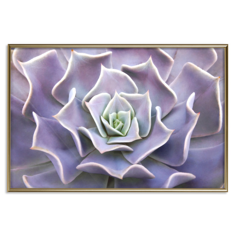 Wall Poster Purple Succulent - plant composition in lavender-colored leaves 117208 additionalImage 17