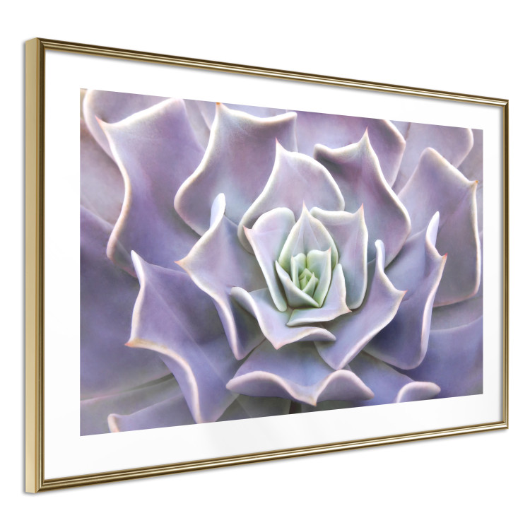 Wall Poster Purple Succulent - plant composition in lavender-colored leaves 117208 additionalImage 7