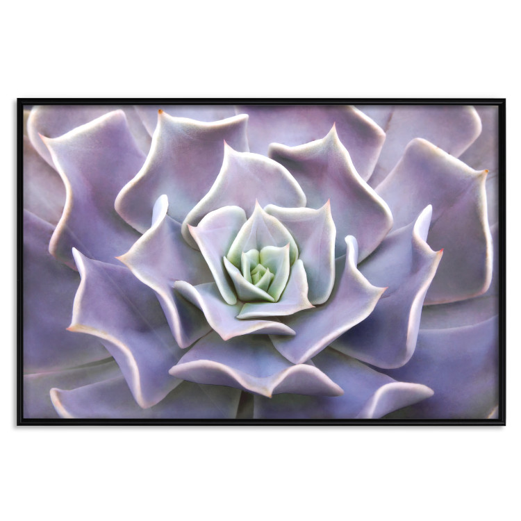 Wall Poster Purple Succulent - plant composition in lavender-colored leaves 117208 additionalImage 20