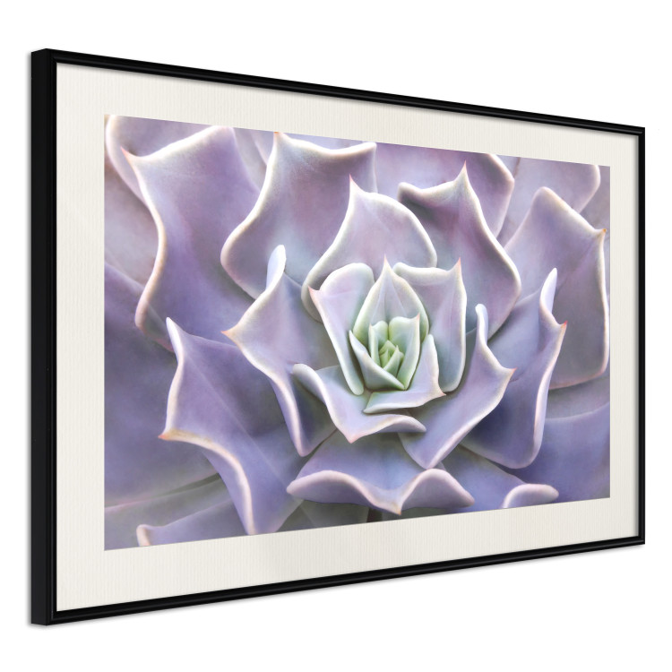 Wall Poster Purple Succulent - plant composition in lavender-colored leaves 117208 additionalImage 3