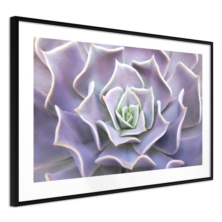 Wall Poster Purple Succulent - plant composition in lavender-colored leaves 117208 additionalImage 12