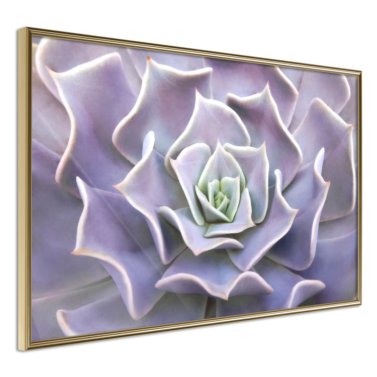 Wall Poster Purple Succulent - plant composition in lavender-colored leaves 117208 additionalImage 13