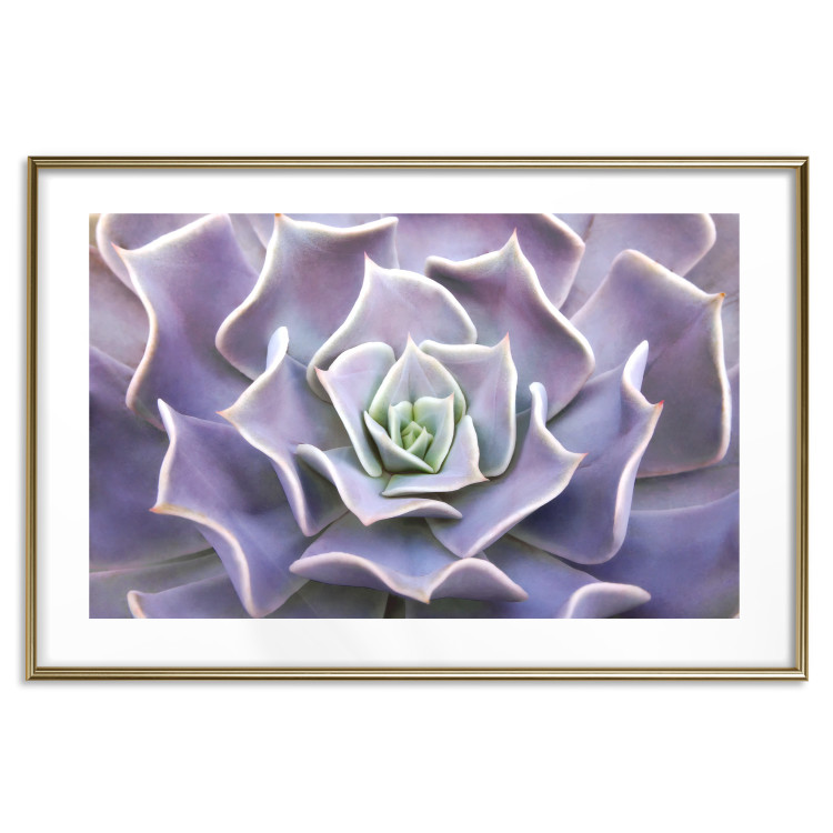 Wall Poster Purple Succulent - plant composition in lavender-colored leaves 117208 additionalImage 15