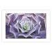 Wall Poster Purple Succulent - plant composition in lavender-colored leaves 117208 additionalThumb 24