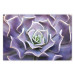 Wall Poster Purple Succulent - plant composition in lavender-colored leaves 117208