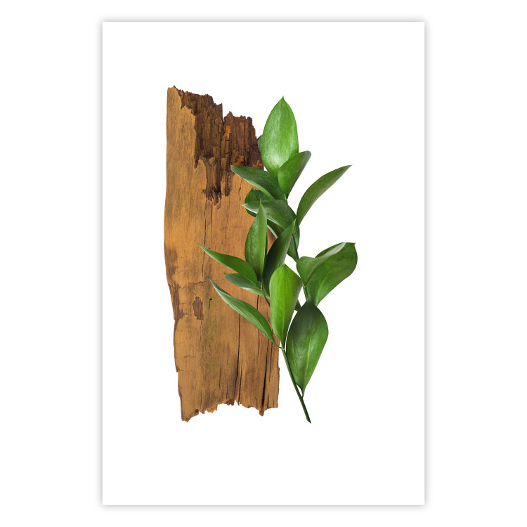 Poster Fascinating Nature - plant and wooden piece of plank on a white background 122608 additionalImage 19