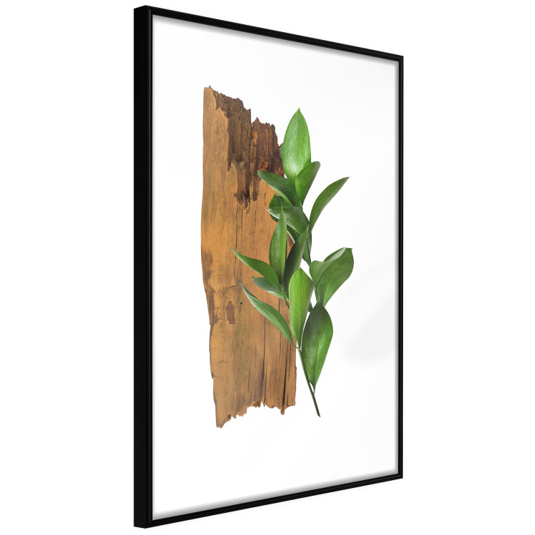 Poster Fascinating Nature - plant and wooden piece of plank on a white background 122608 additionalImage 4