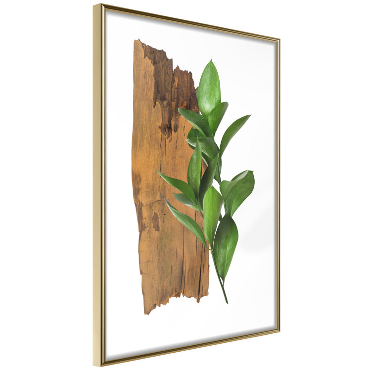 Poster Fascinating Nature - plant and wooden piece of plank on a white background 122608 additionalImage 10