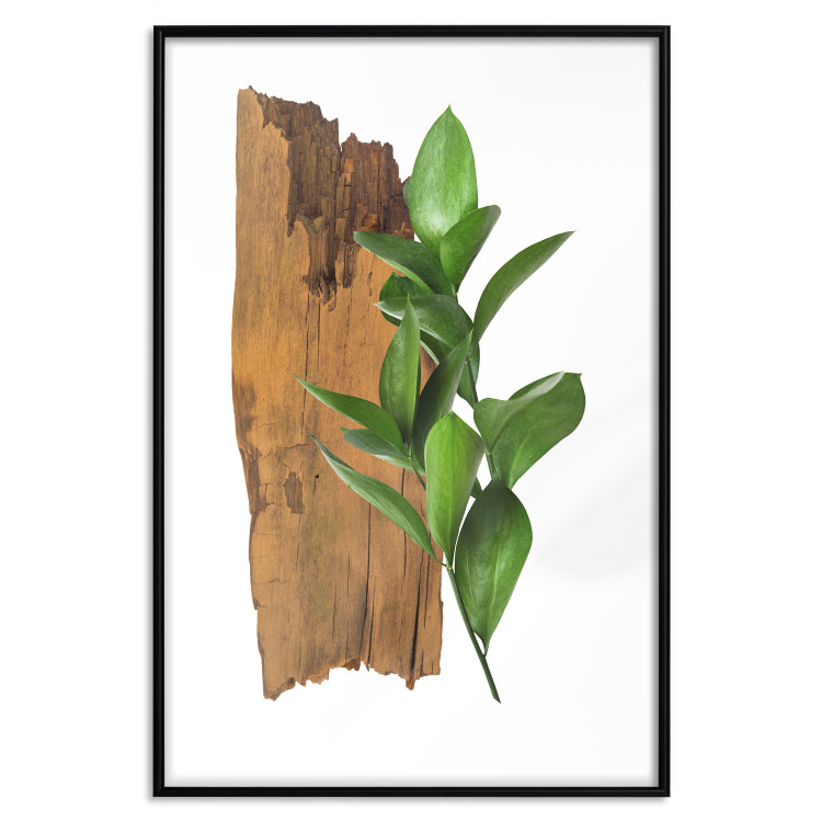 Poster Fascinating Nature - plant and wooden piece of plank on a white background 122608 additionalImage 18
