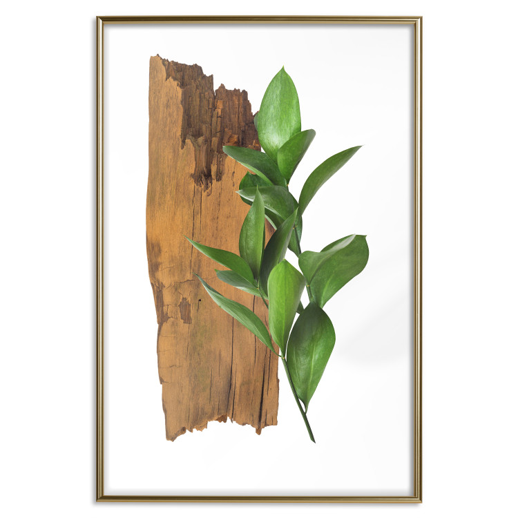Poster Fascinating Nature - plant and wooden piece of plank on a white background 122608 additionalImage 16