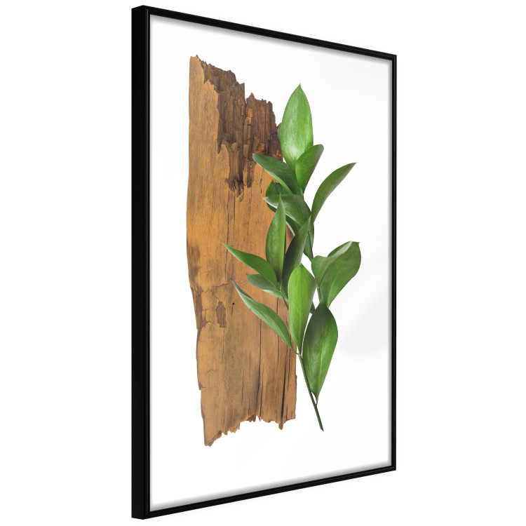 Poster Fascinating Nature - plant and wooden piece of plank on a white background 122608 additionalImage 9