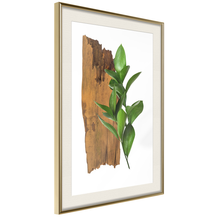 Poster Fascinating Nature - plant and wooden piece of plank on a white background 122608 additionalImage 3