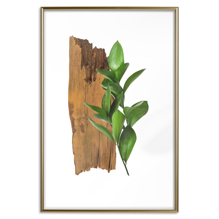 Poster Fascinating Nature - plant and wooden piece of plank on a white background 122608 additionalImage 14