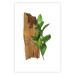 Poster Fascinating Nature - plant and wooden piece of plank on a white background 122608 additionalThumb 25