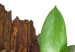 Poster Fascinating Nature - plant and wooden piece of plank on a white background 122608 additionalThumb 8