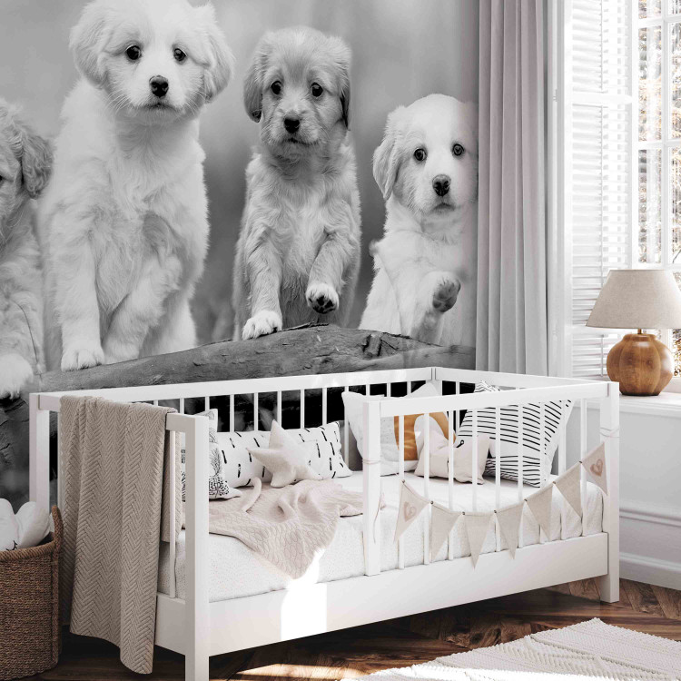 Wall Mural Four Puppies 129008 additionalImage 5