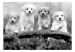 Wall Mural Four Puppies 129008 additionalThumb 1