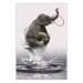 Poster Surfing - abstract and whimsical elephant on a surfboard falling into the water 132208