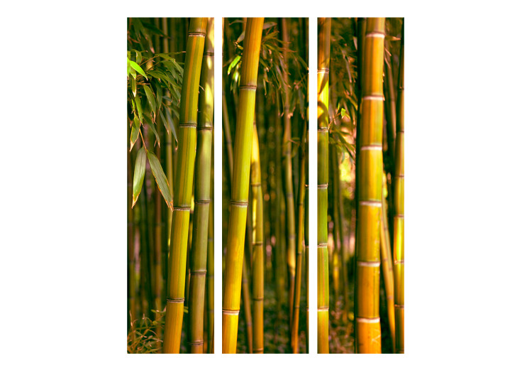 Room Divider Screen Sunset Forest - natural landscape of green bamboo forest 133808 additionalImage 3