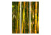 Room Divider Screen Sunset Forest - natural landscape of green bamboo forest 133808 additionalThumb 3