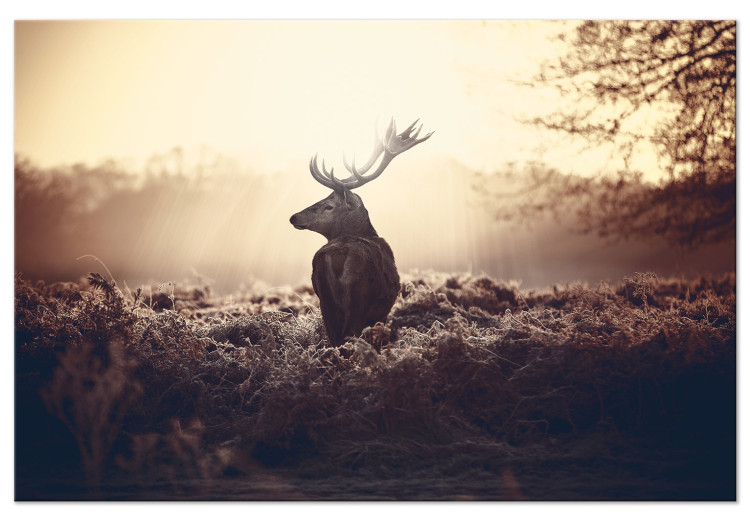 Large canvas print Stag in the Wilderness [Large Format] 149108