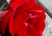Canvas Carmine rose 50008 additionalThumb 5
