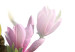 Canvas Pink magnolias 58708 additionalThumb 4