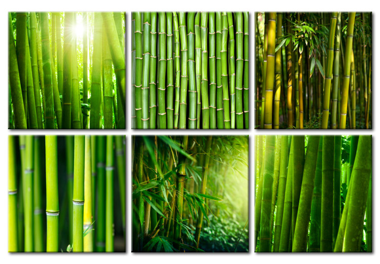 Canvas Bamboo has many faces 58808