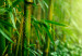 Canvas Bamboo has many faces 58808 additionalThumb 4