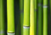 Canvas Bamboo has many faces 58808 additionalThumb 5