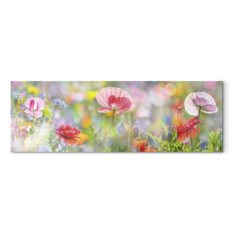 Canvas Rainbow of Morning Poppies  91908 additionalImage 7