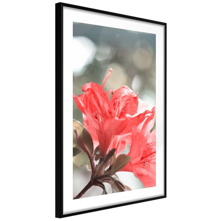 Wall Poster Red Flowers - botanical composition with intensely colored plants 121618 additionalImage 11