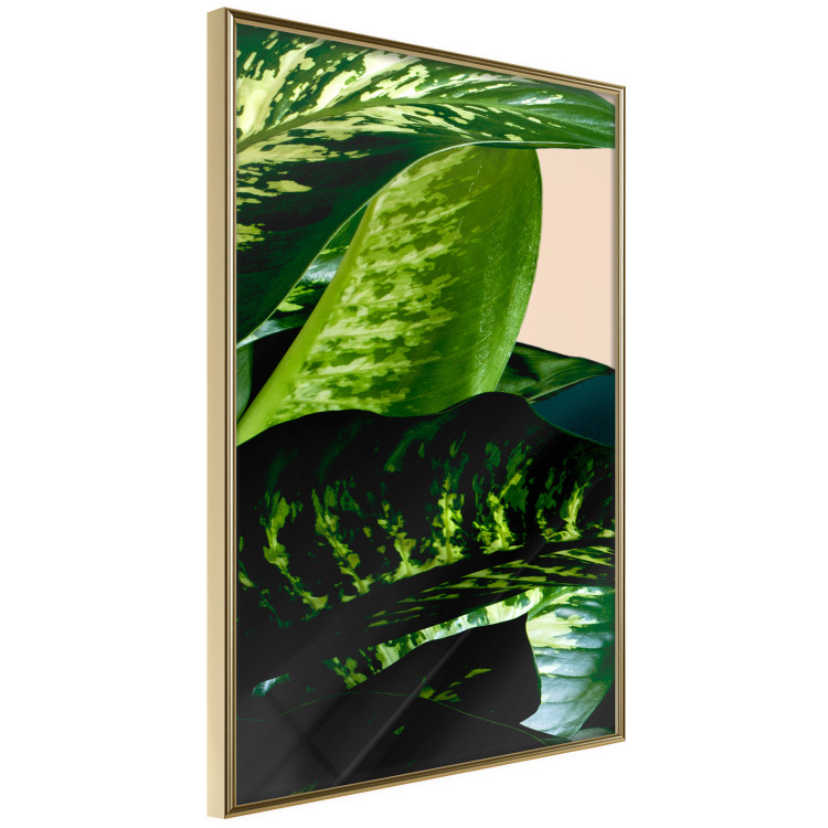 Poster Dieffenbachia - plant landscape with dark green leaves on a light background 129918 additionalImage 9