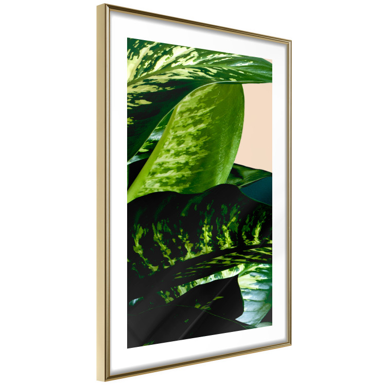 Poster Dieffenbachia - plant landscape with dark green leaves on a light background 129918 additionalImage 7
