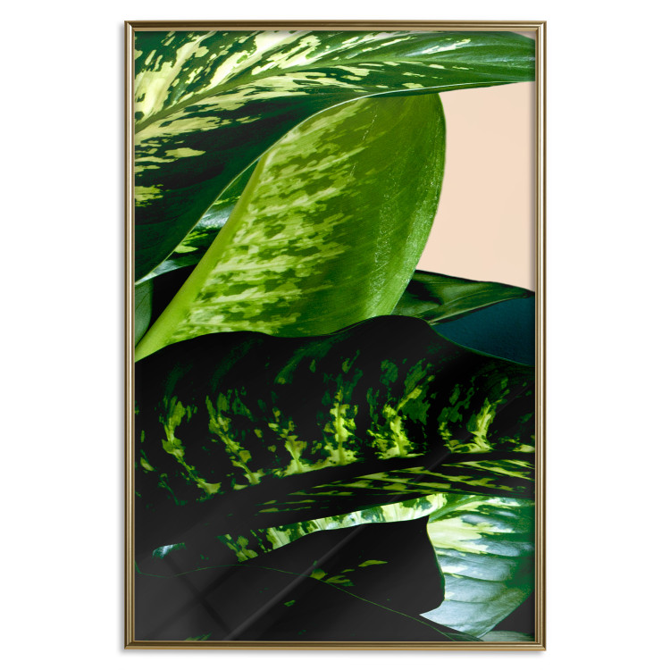 Poster Dieffenbachia - plant landscape with dark green leaves on a light background 129918 additionalImage 21