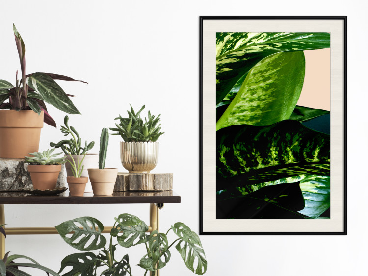 Poster Dieffenbachia - plant landscape with dark green leaves on a light background 129918 additionalImage 24