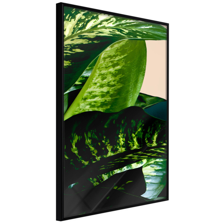 Poster Dieffenbachia - plant landscape with dark green leaves on a light background 129918 additionalImage 12