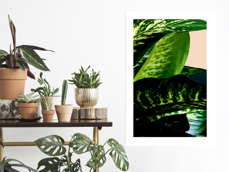 Poster Dieffenbachia - plant landscape with dark green leaves on a light background 129918 additionalImage 3